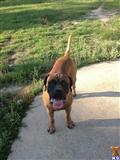 Bullmastiff